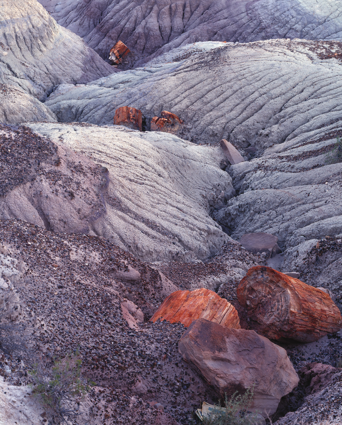 petrifiedforest_02s.jpg